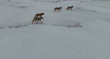 Karla kaplı arazide gezen kurtlar dronla görüntülendi