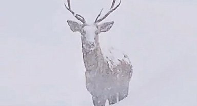 Karlı havada kızılgeyikler görüntülendi