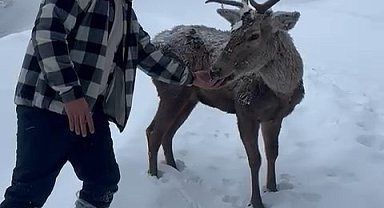 Karlı havada kızılgeyikler görüntülendi