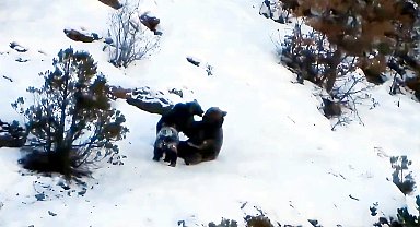 Karlı zeminde anne ayı ve yavruları fotokapana yansıdı