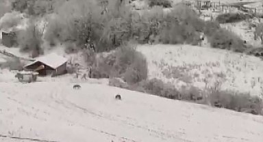 Kastamonu'da aç kalan kurtlar köye indi; o anlar kamerada