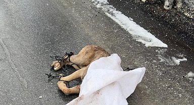 Kayseri'de hayvan vahşeti; ayakları bağlanan köpek, silahla öldürülüp çuvalla sokağa atıldı