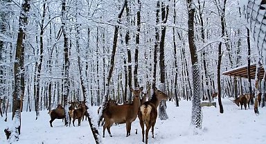 Kocaeli'de kar etkili oluyor