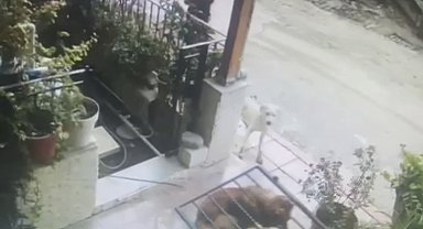 Köpek, başının sıkıştığı demir kapıyı yerinden söktü
