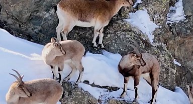 Koruma altındaki yaban keçileri dron kamerasında