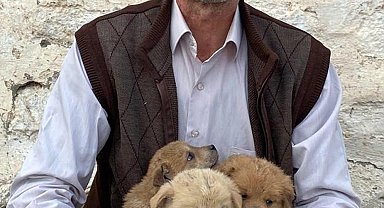 Kurt saldırısında anneleri ölen 8 yavrudan 6'sı hayata tutundu