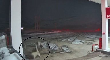 Kurt sürüsü, Kangal köpeklerine saldırdı