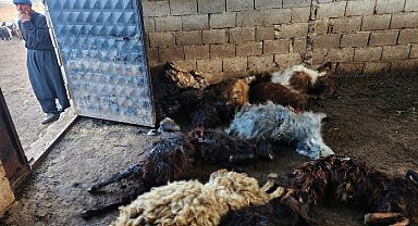 Kurtların saldırısında 40 koyun öldü
