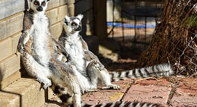 Lemurların kış rutini, güneşi selamlamak