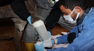 Mardin'de kazada ayağı kırılan eşeğe protez takıldı