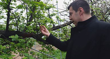 Mersin'de erkenci erik hasadı; kilosu 8 bin liraya alıcı buldu