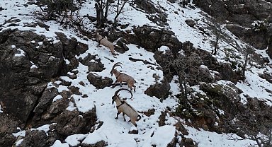 Munzur Vadisi Milli Parkı'na inen dağ keçileri, dron kamerasında