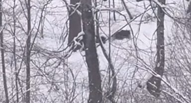 Off-Road tutkunları, karla kaplı yaylada ayı ile yavrularını görüntüledi