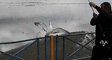 Oltasına balık yerine martı takıldı