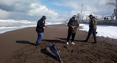 Ölü yunus balığı sahile vurdu