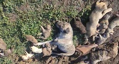 Osmaniye'de barınaktaki köpek ölümlerine ilişkin soruşturmada 4 yetkili görevden alındı