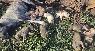 Osmaniye'de, hayvan barınağında 21 köpek ölü bulundu