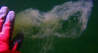 Prof. Dr. Ergül: 2021'de müsilajla ilgili gördüğümüz oluşumların benzerlerini görebiliriz