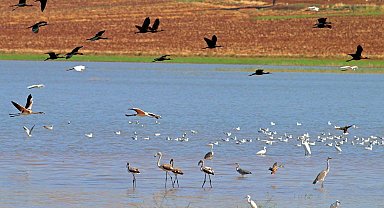 Reyhanlı Baraj Gölü, Türkiye'nin yeni kuş cenneti oluyor