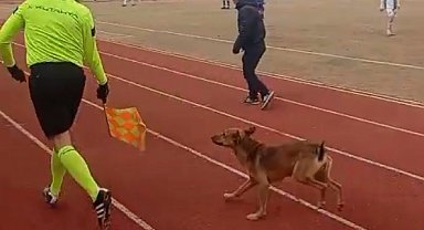 Sahaya giren köpeği yan hakem çıkardı; o anlar kamerada
