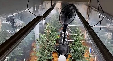 Samsun'da uyuşturucuya 3 gözaltı; özel odada kenevir yetiştirmiş