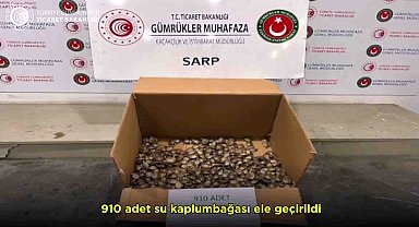 Sarp Gümrük Kapısı'nda 910 su kaplumbağası ele geçirildi