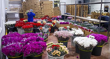 Sevgililer Günü için 30 ülkeye 75 milyon dal çiçek ihracatı