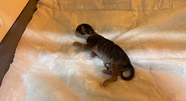 Sezaryenle doğan kedi, sütanne bulunmazsa ölecek