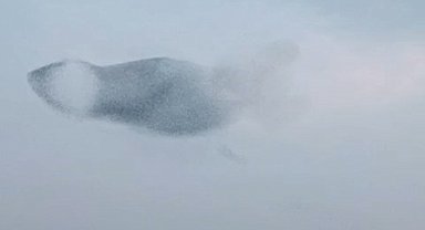 Sığırcık kuşlarının uyum halinde aynı yöne uçtuğu anlar kamerada