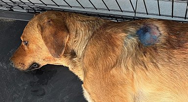 Silahla vurulan sokak köpeği, tedaviye alındı