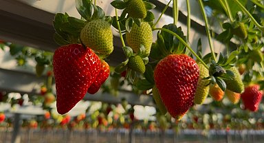 Silifke'de yılın 12 ayı çilek üretimi