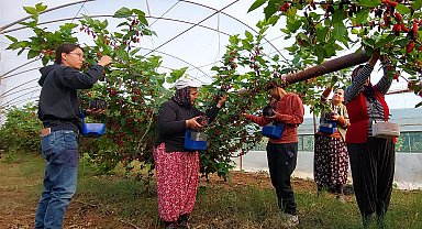 Silifke'nin karadutları Dubai'ye ihraç ediliyor