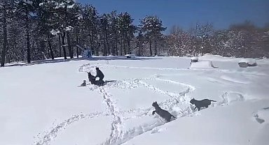 Sıpasıyla kar keyfi yaptı, ahıra zor soktu; o anlar kamerada