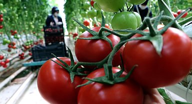Soğuk hava rekortmeni Çaldıran'da, jeotermal enerji ile ısıtılan seralarda tonlarca domates üretildi