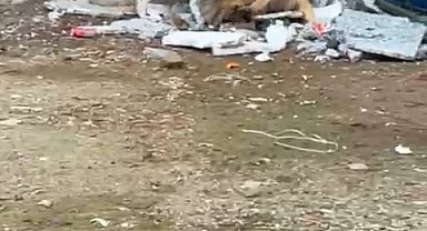 Sokağa atılan pitbull, mahallenin baktığı köpeğe saldırıp, yaraladı