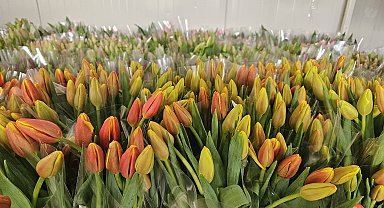 Suda 200 bin lale üretimi