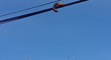 Tellerin üzerinde yürüyen sincap kamerada