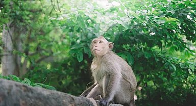 Trafoya giren maymun tüm ülkenin elektriğini kesti