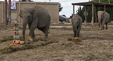 Türkiye'de doğan ilk fil 'İzmir' 14 yaşında