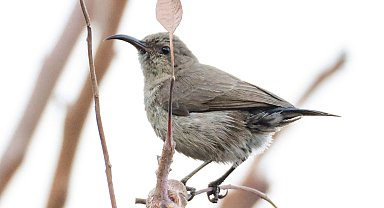 Türkiye'de ilk kez Filistin nektarkuşu görüldü