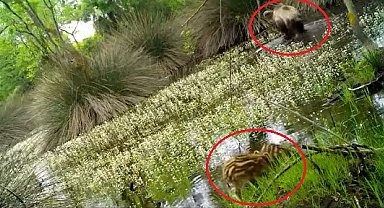 Yaban domuzu yavruları ormanda su içerken fotokapanla görüntülendi