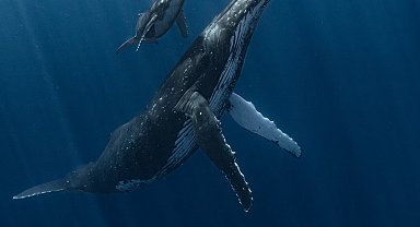 Yılın Sualtı Fotoğrafçısı Ödülü'nü kazanan eser belli oldu