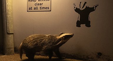 Yılın Yaban Hayatı Fotoğrafçısı Ödülü'nü kazanan belli oldu