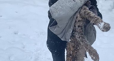 Yiyecek bulmak için köye inen vaşak, köpeklerin saldırısına uğradı