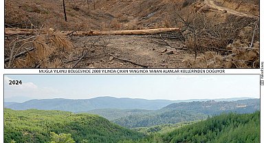 16 yıl önce yanan 200 hektar alanda dikilen fidanlar ağaç oldu
