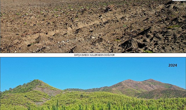 19 yıl önce yanan 400 hektar alanda dikilen fidanlar ağaç oldu