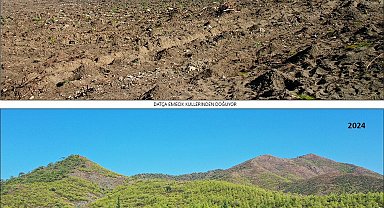 19 yıl önce yanan 400 hektar alanda dikilen fidanlar ağaç oldu