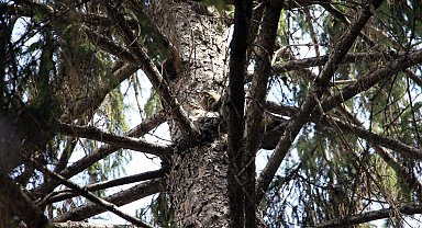52 yaşındaki kadın itfaiyeye kızıp ağaca çıktı, o da kediye ulaşamadı