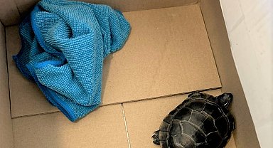 ABD'de bir havalimanında yolcunun pantolonundan kaplumbağa çıktı