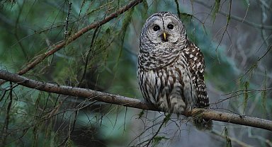 ABD'de öldürülmesi planlanan 450 bin baykuş için Trump'a çağrı